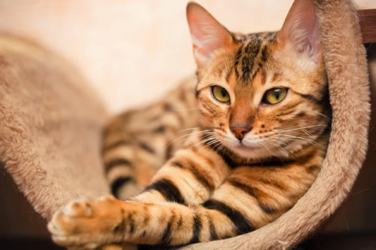 NC-53 KITTEN Bengal Cat Wall Art Print TG