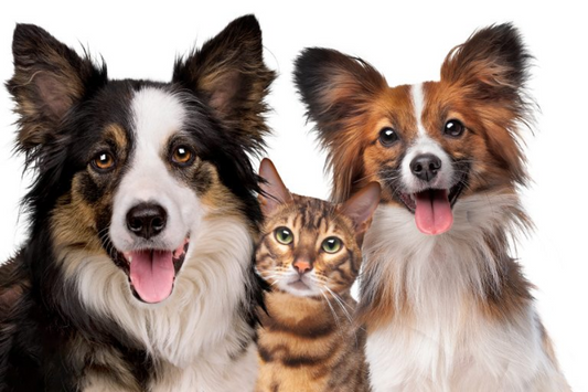 NC-52 FLINT Border Collie & Cat Wall Art Print TG